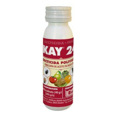 KAY 24 JED 8 cc